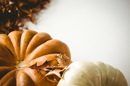 High angle view of pumpkin and squash with autumn leaves on white background