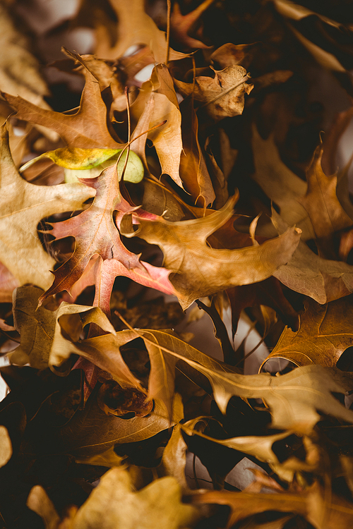 Fuul frame shot of autumn leaves