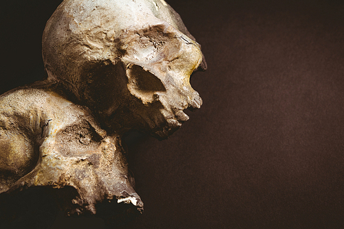 Close up of human skulls over brown background