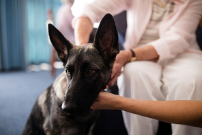 Cropped hands of female doctor and senior woman stroking dog at retirement home