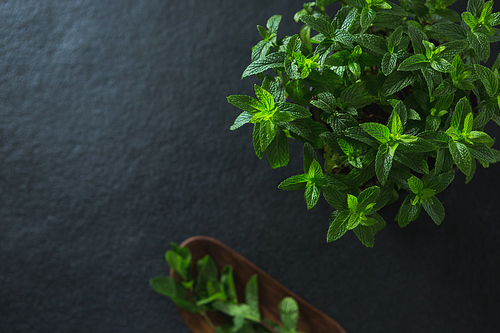 Close-up of basil herb on black background