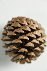 Close-up of pine cone on white background