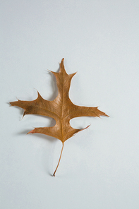 Close up of autumn leaf on white table