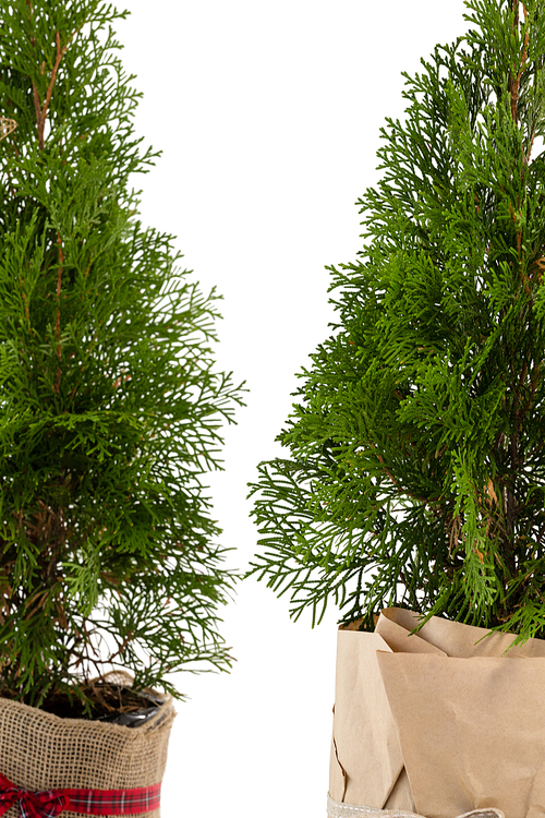 Close-up of christmas trees against white background