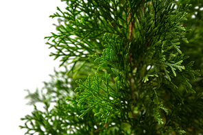 Close-up of christmas tree against white background