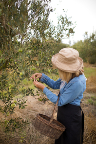 Woman harvesting olives from tree in farm