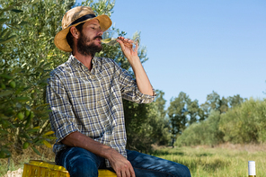 Smiling man having a glass of wine in olives farm