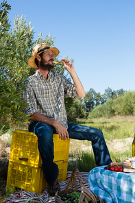 Man having a glass of wine in olive farm