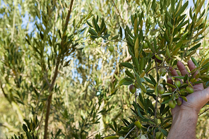 Farmer hand checking a tree of olive in farm