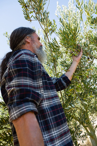 Farmer checking a tree of olives in farm