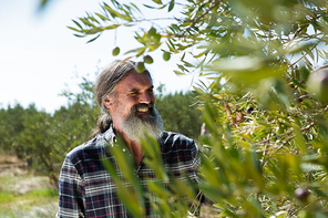 Farmer checking a tree of olives in farm