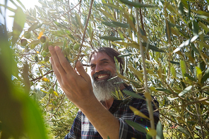 Farmer checking a tree of olives in farm