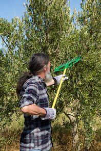 Farmer using olives picking tools while harvesting in farm