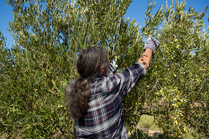 Rear view of farmer harvesting a olives from tree