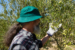 Farmer checking a tree of olives in farm