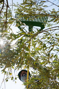 Farmer using olives picking tools while harvesting in farm