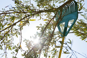 Olive being harvested from gardening tools in farm