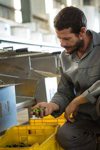 Attentive worker checking a harvested olives in factory