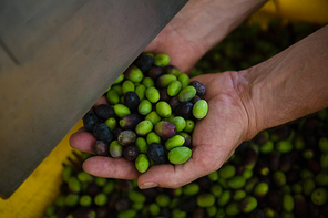 Worker holding harvested olives in factory