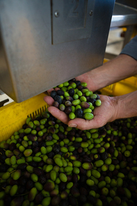 Had of worker holding harvested olives in factory