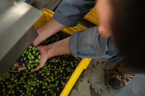 Worker holding harvested olives in factory