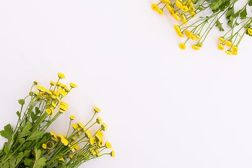 Two bunches of yellow meadow flowers lying on white background. nature spring summer freshness plant copy space.
