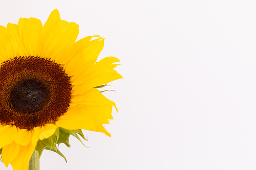 Close up of fresh summer sunflower on left side on white background. nature spring summer freshness yellow flower copy space.