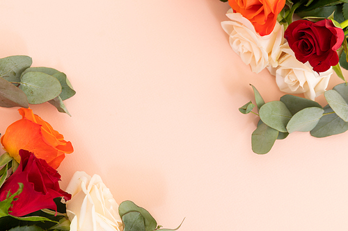 White, red and orange roses with green leaves on pink background. celebration romance flower nature freshness copy space.