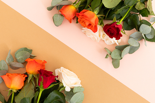 White, red and orange roses on pink and orange background. celebration romance flower nature freshness copy space.