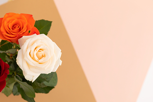 White and orange roses on pink and orange background. celebration romance flower nature freshness copy space.
