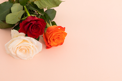 White, red and orange roses on pink background. celebration romance flower nature freshness copy space.
