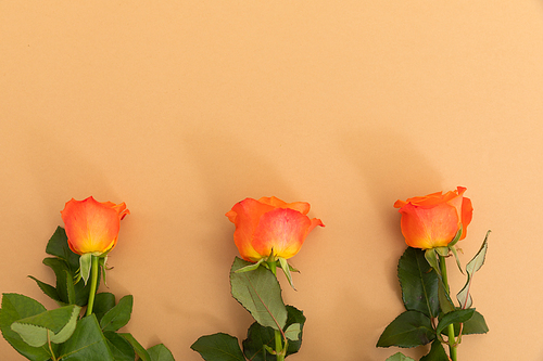 Three orange roses lying separately from bottom on orange background. celebration romance flower nature freshness copy space.