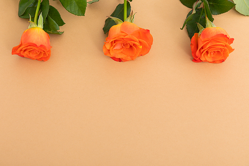 Three orange roses lying separately from top on orange background. celebration romance flower nature freshness copy space.