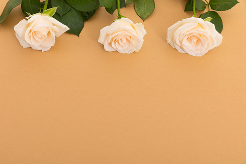 Three white roses at the top on orange background. celebration romance flower nature freshness copy space.