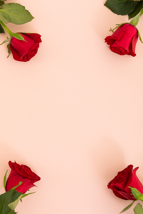 Red petal at the top on pink background with space below. celebration romance flower nature freshness copy space.