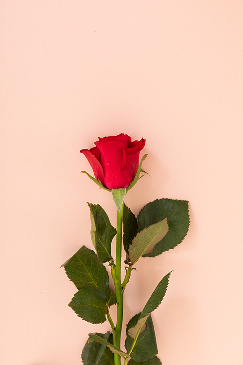 Red rose at the bottom on pink background. celebration romance flower nature freshness copy space.