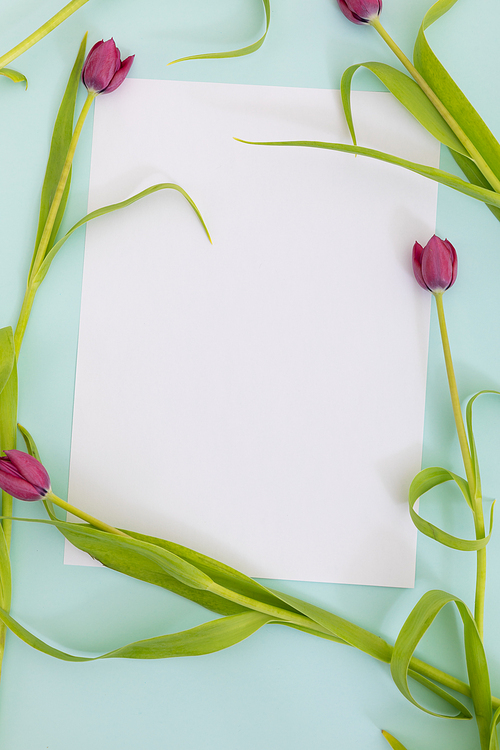 White paper surrounded by pink tulips on blue background. flower spring summer nature freshness copy space.