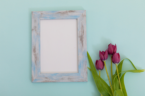 Rustic wooden frame with white background and pink tulips on blue. flower spring summer nature freshness copy space.
