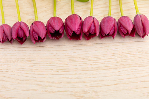 Pink tulips in a row at the top on wooden background. celebration romance flower spring nature freshness copy space.