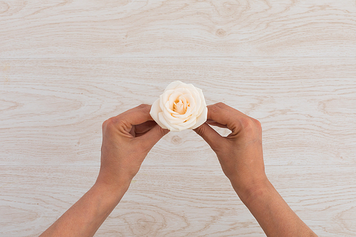 High angle view of person holding white rose on wooden background. flower nature freshness copy space.