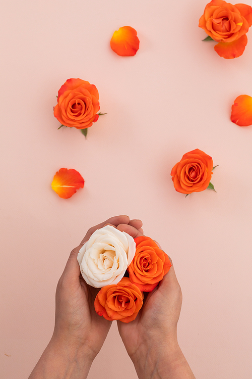 Person holding white and orange roses and orange roses on pink background. flower nature freshness copy space.