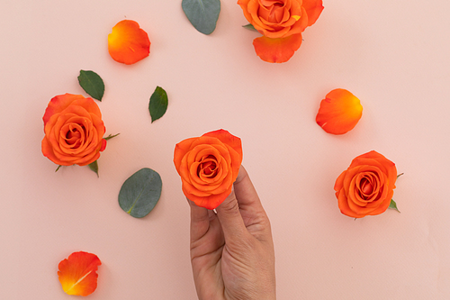 Person holding orange roses and orange roses on pink background. flower nature freshness copy space.