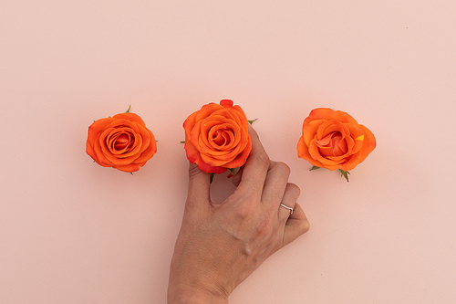 Person holding one of three orange roses on pink background. flower nature freshness copy space.