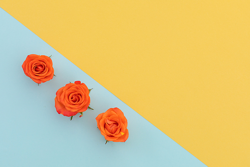 Three orange roses on blue and yellow diagonally divided background. flower spring summer nature freshness copy space.