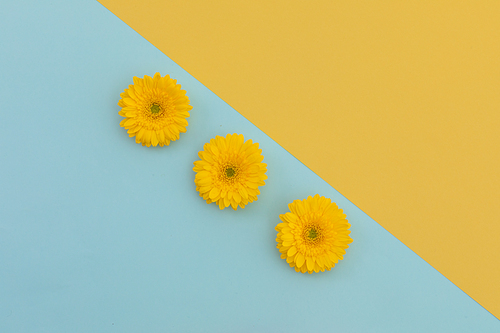 Three yellow gerberas on blue and yellow diagonally divided background. flower spring summer nature freshness copy space.