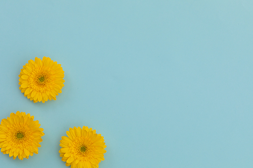 Three yellow gerbera flowers lying on blue background. flower spring summer nature freshness copy space.