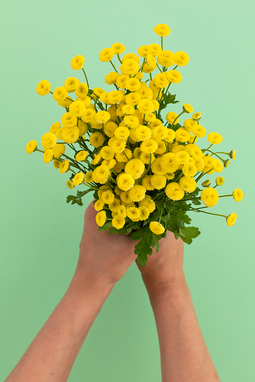 Person holding bunch of yellow flowers on green background. flower spring summer nature freshness copy space.