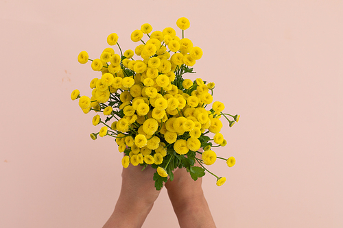 Person holding bunch of yellow flowers on pink background. flower spring summer nature freshness copy space.