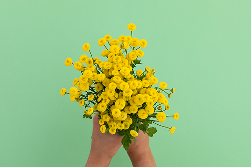 Person holding bunch of yellow flowers on green background. flower spring summer nature freshness copy space.