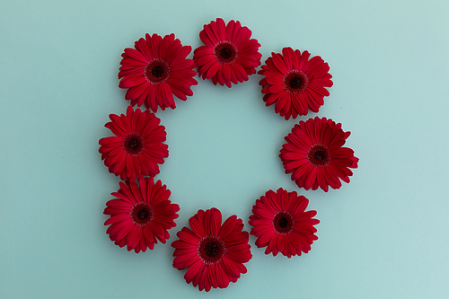 Red gerbera flowers arranged in circle on blue background. flower spring summer nature freshness copy space.